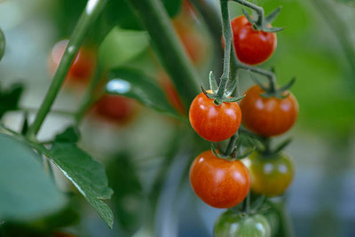 Tigress tomato Seed(30 per packet)
