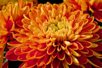 Vista Orange-Mum-Beautiful-Flower(Chrysanthemum) Seed(40 per packet)