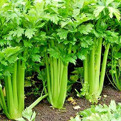 KNESSiN Tall Utah Celery Seed(1250 per packet)