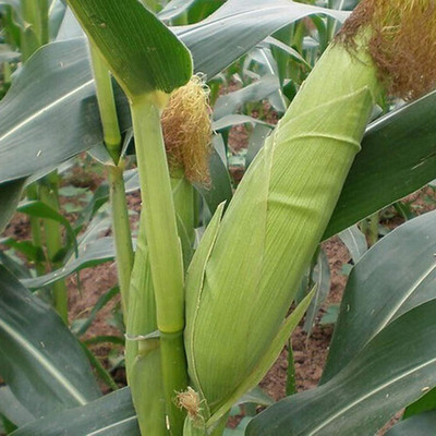 KNESSiN Corn Seed(1250 per packet)