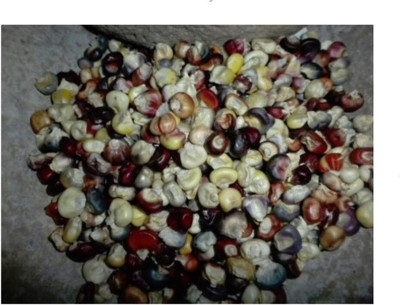 WILLVINE VNR -I Mini Indian Corn SEEDS-[500g] Seed(2000 per packet)