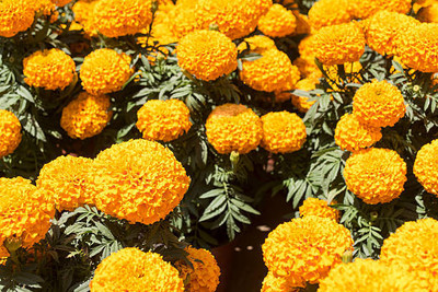 Cosmos marigold/gende ka phool flower seeds Seed(50 per packet)