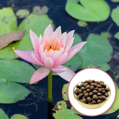 GreekNseed lotus Seed(20 per packet)
