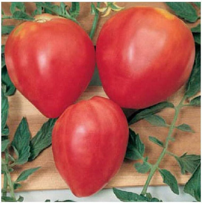 KNESSiN QLY-55 Tomato Oxheart Red Seed(200 per packet)
