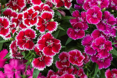 Lorvox Sweet William Mix F1 Hybrid Flower Seed(50 per packet)