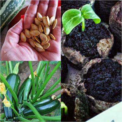 ARYAN EVERGREEN zucchini Seed(20 g)