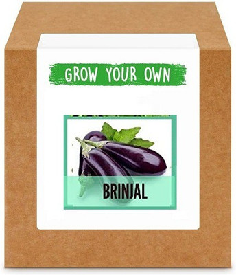 CYBEXIS Black Beauty Brinjal2400 Seeds Seed(2400 per packet)