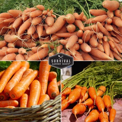 Qualtivate HUA-6A Scarlet Nantes, Imperator, Little Fingers Carrot Seed(300 per packet)