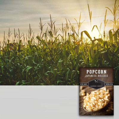 Qualtivate PUA-8A Japanese Hulless Popcorn Seed Seed(400 per packet)