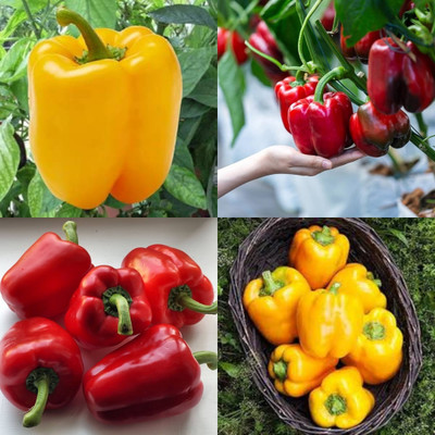 ibains Capsicum vegetable seeds shimla mirchi 82 Seed(82 per packet)