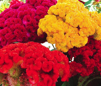 LiveNature Cockscomb Dwarf Mixed Flower Seeds for Home Garden & Terrace – Pack of 50 Seed(1 per packet)
