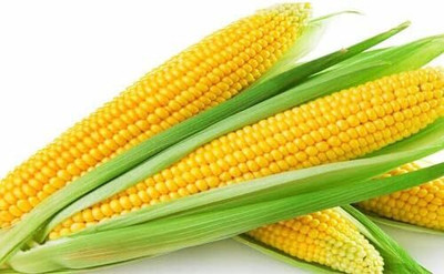 WILLVINE GOI -IX Yellow Sticky Waxy Corn Seeds-[100g] Seed(400 per packet)