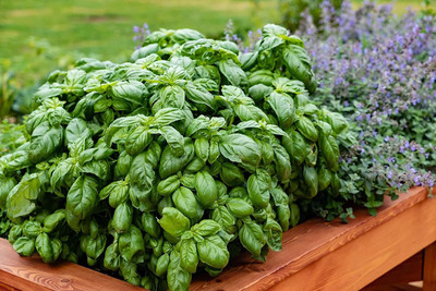 CYBEXIS VVI-72 - Sweet Large Leaf Basil - (4500 Seeds) Seed(4500 per packet)