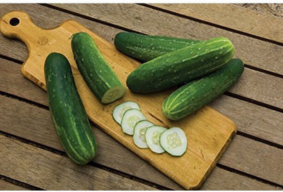 Avysa Cucumber Sassy F1 Seed-CuC_1237 Seed(250 per packet)