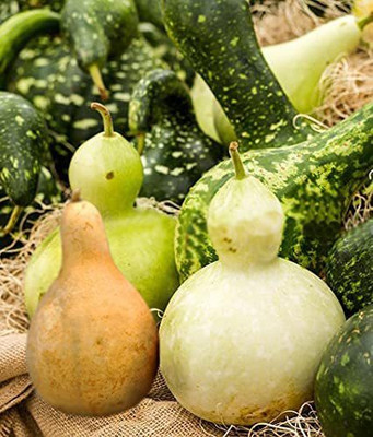WILLVINE XLL-86 Birdhouse Gourd Seeds for Planting-100 Seed(100 per packet)