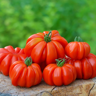 KNESSiN Open-Pollinated Italian Tomato Summer Vegetable Seeds - (1000 Seeds) Seed(100 per packet)