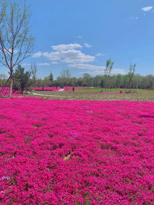 CYBEXIS NBIR-93 - Wooly Creeping Thymus - (450 Seeds) Seed(450 per packet)