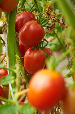 XOLDAA tomato Seed(105 per packet)