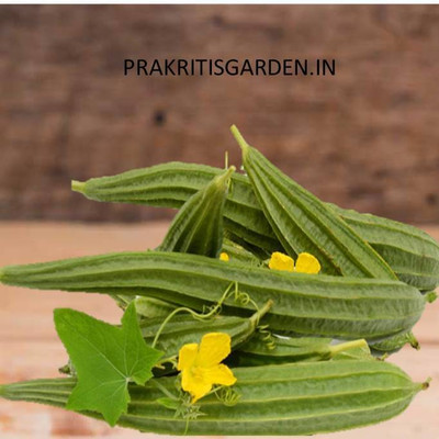 BDSresolve Ridge gourd seeds for home garden Seed(36 per packet)