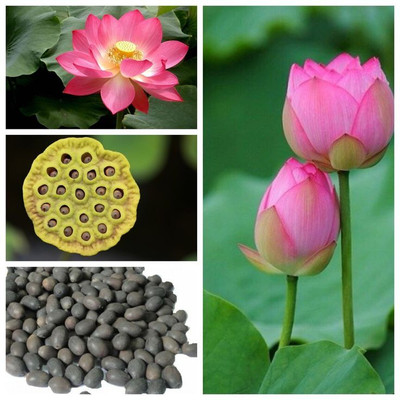 SEMINA VITA lotus flower seeds mixed colour Seed(10 per packet)
