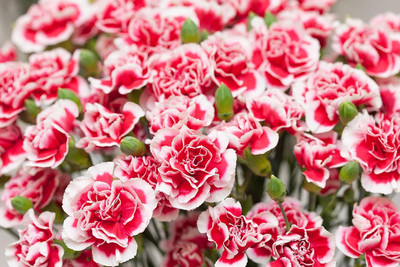 Lorvox Carnation Flower Mixed Colour F1 Hybrid Seed(20 per packet)