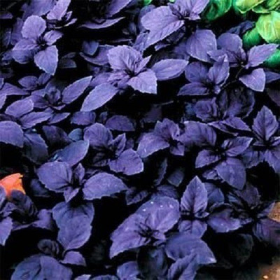 WILLVINE NDIR-84 Dark Opal Sweet Basil Seeds Seed(1000 per packet)