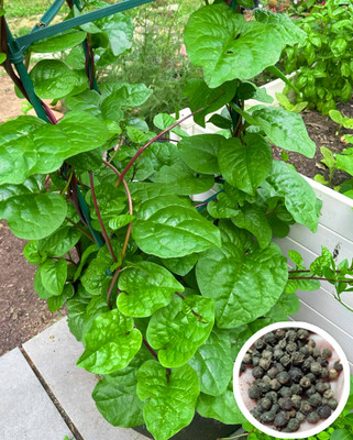 Seedsilk Store Poi Saag Seeds | Pui Shak (Malabar Spinach) Seed(50 per packet)