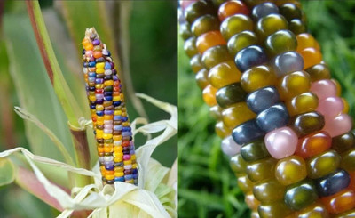 Qualtivate LX-158 Glass Gem Corn Seeds Seed(500 per packet)
