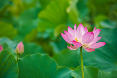 ZIXA lotus,kamal gatta Seed(10 per packet)