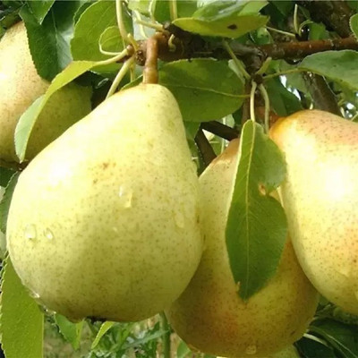 Chalisa Pear Seed(73 per packet)