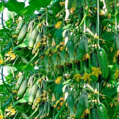 CYBEXIS Cucumber Seeds Pickled Vegetables 2000 Seeds Seed(2000 per packet)