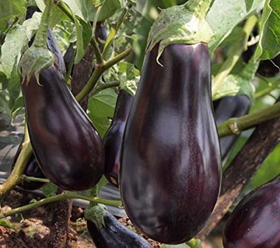 ACCELCROP F1 Hybrid Brinjal Round Seed(4000 per packet)