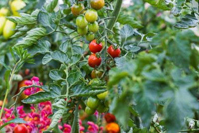 AFARTIOBINA 69 PCS TOMATO SEEDS-A02 Seed(69 per packet)