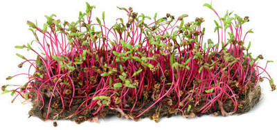 Sharad Microgeens Beetroot microgreen Seed(100 g)