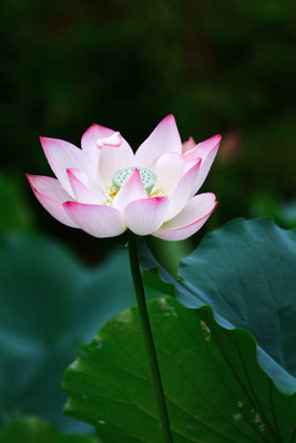 MAA lotus,kamal seeds Seed(5 per packet)