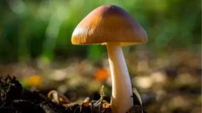 Chalisa Mushroom Seed(50 per packet)