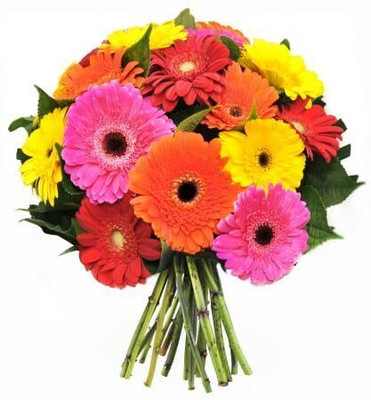 Mozette Exotic dianthus Seed(34 per packet)