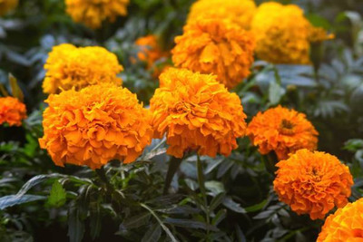DRoz marigold/gende ka phool flower seeds Seed(50 per packet)