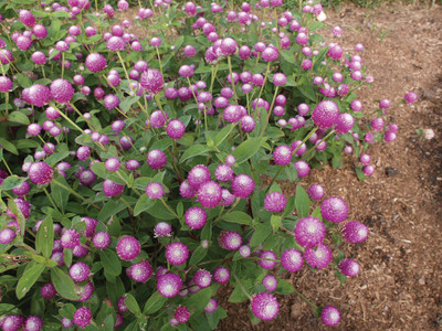 STARKC Gomphrena- Purple Flower Seed(200 per packet)