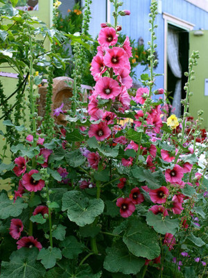 jkfarm Hollyhock Flower Seed(52 per packet)
