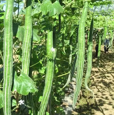 Ankur Farm Desi Snake Gourd, Chichinga Seed(15 per packet)