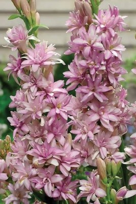 BSARKAR Tuberose flower bulbs seed, High Fragrance Tuberose Seeds Seed(11 per packet)