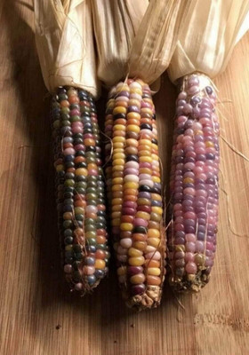 WILLVINE MAH -II Montana Mix Corn Heirloom for Salads-[500g] Seed(2000 per packet)