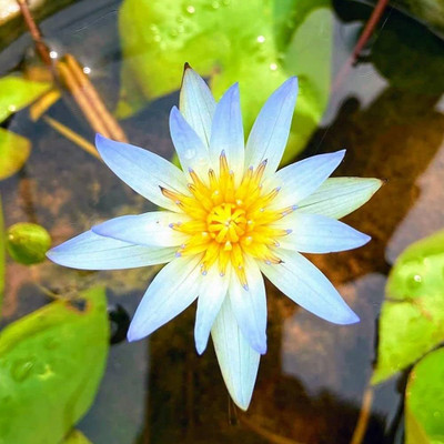 ibains Water lily seeds Seed(5 per packet)
