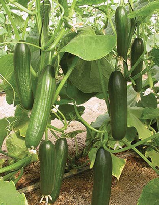 Mohomaya Cucumber Seed (30 per packet) Seed(30 per packet)