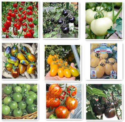 CYBEXIS Tomato Seed Set 9 Varities Tomato Mix Seed(10 g)