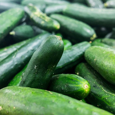 Avysa Crop Cucumber Garden Seeds-CuC_1012 Seed(200 per packet)