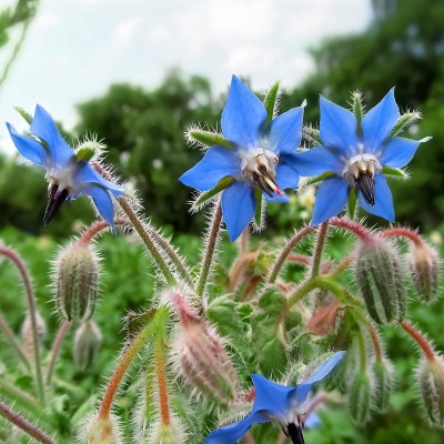 VibeX ® VXI-24 Blue Borage(Borago officinalis) Seed(100 per packet)