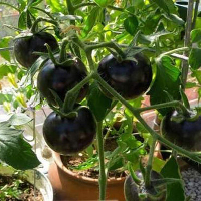 ActrovaX Black Tomato Sweet [2000 Seeds] Seed(2000 per packet)
