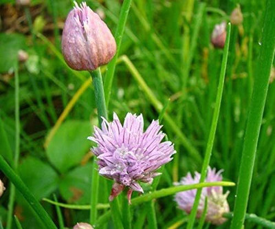 Qualtivate RES-1A Welsh Onion - White - Hardy Perennial Seed(500 per packet)